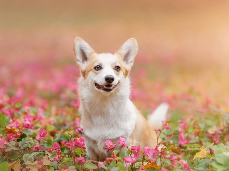 Smiling corgi in field of flowers