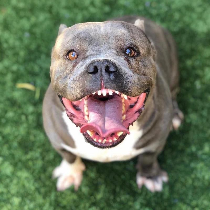 smiling pitbull