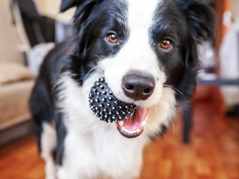 smilling puppy dog border collie holding toy ball in mouth