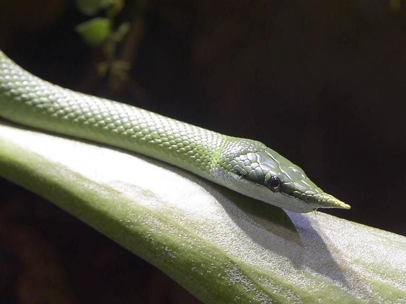 Snake at Basel Zoo