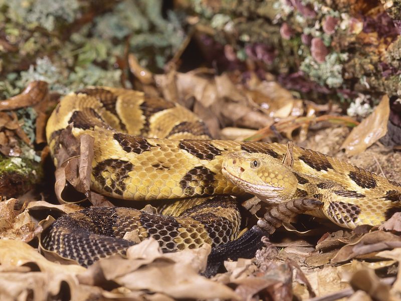 Snake-Timber rattlesnake