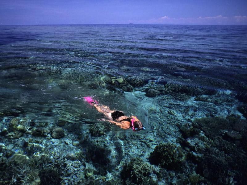 Snorkeler on Coral reef