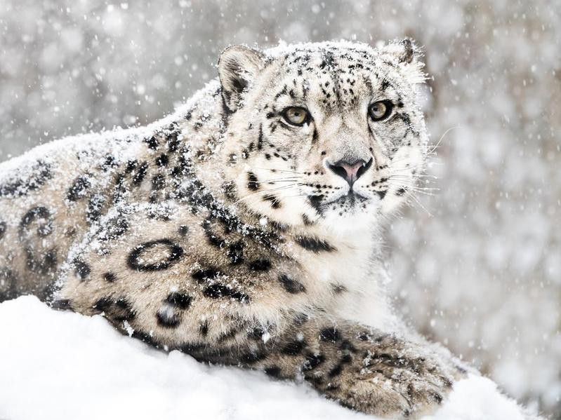 Snow leopard in a snow storm