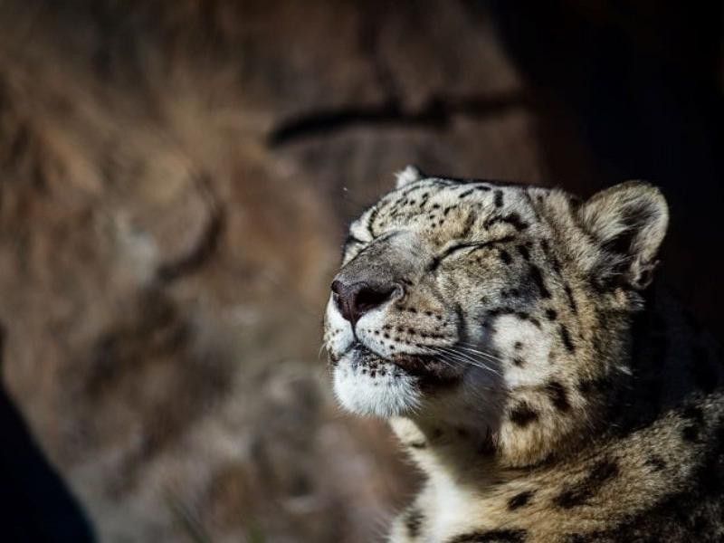 Snow leopard in zoo