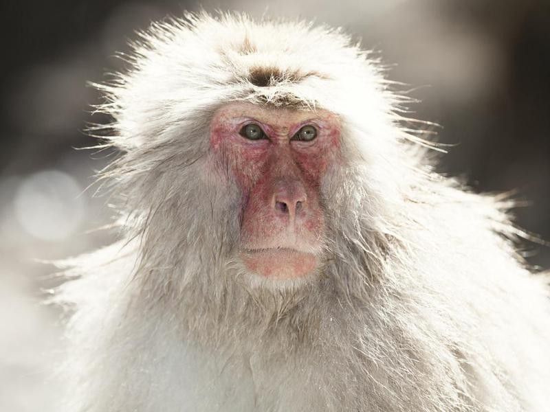 snow monkey portrait