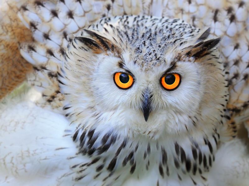 Snowy Owl close up