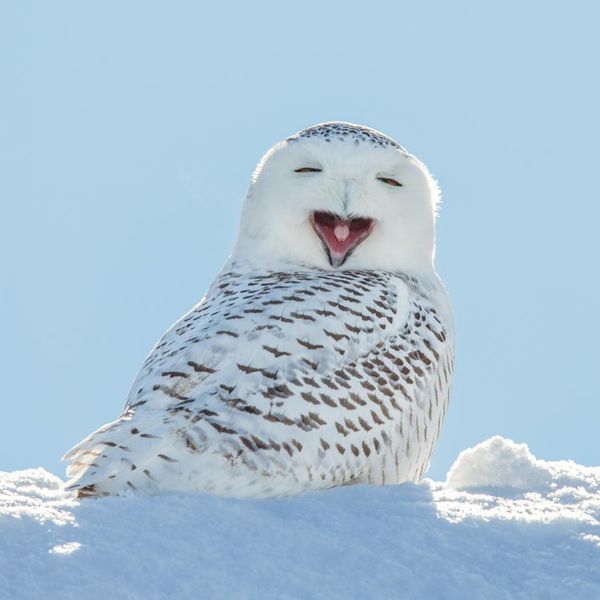 A snowy owl yawning which looks like its laughing.  The owl is sitting in the snow and set against a blue sky.  Snowy owls, bubo scandiacus, are a protected species and one of the largest owls.  This photograph was taken in Northeastern Wisconsin where the bird had migrated for the winter.