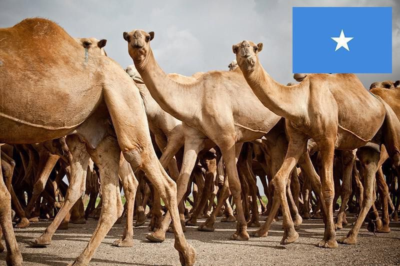Somali camels
