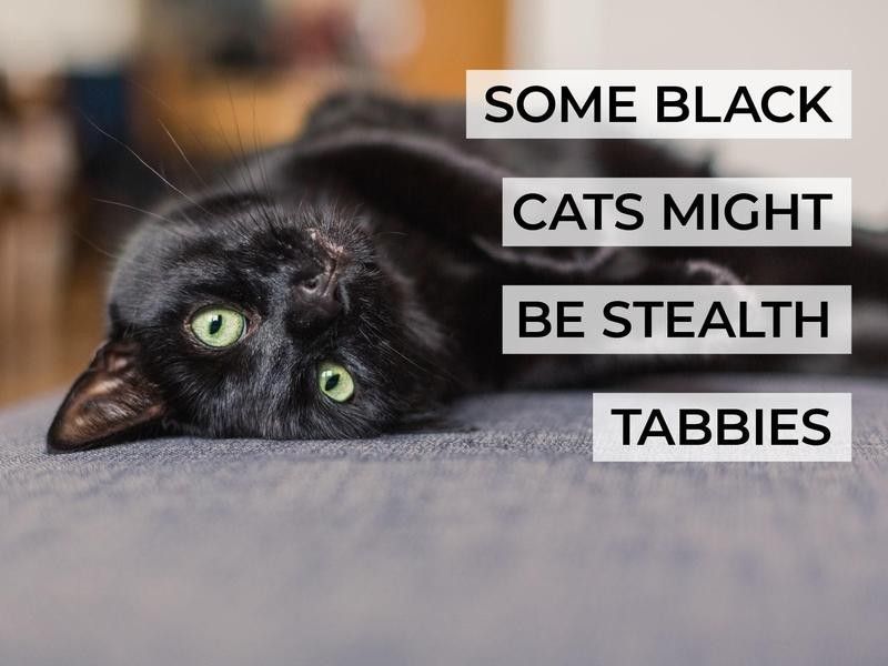 Some Black Cats Might Be Stealth Tabbies