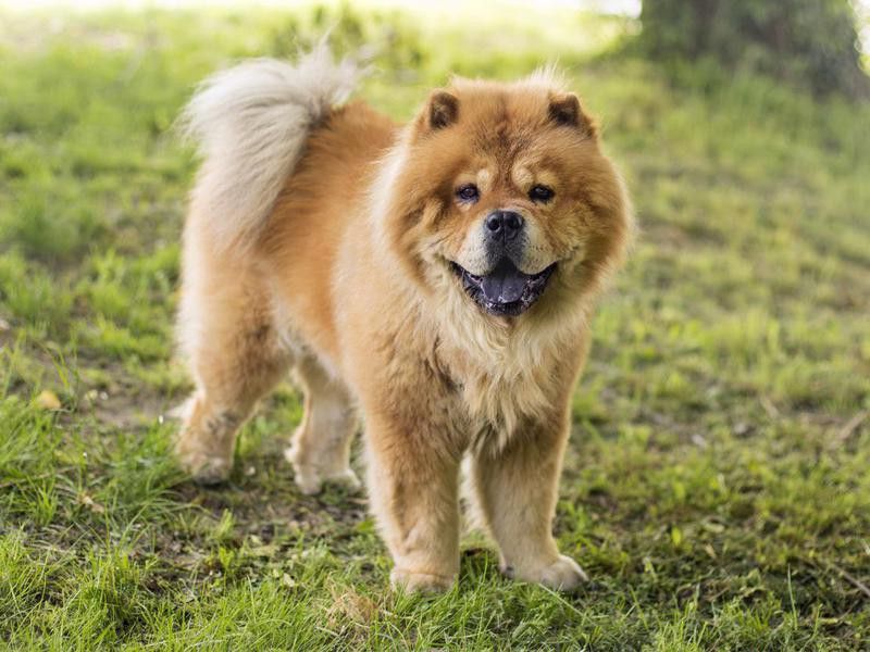 Some Dog Breeds Are More Aggressive Than Others — Debunked