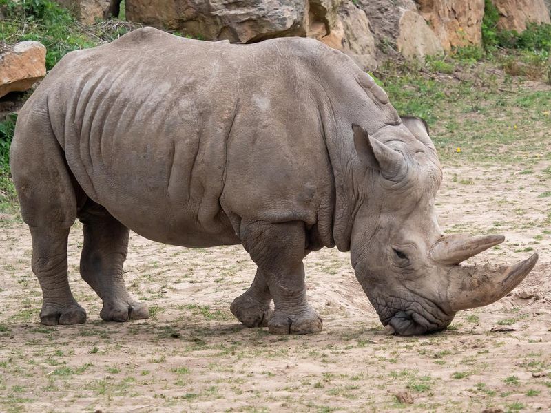 Southern white rhinoceros (Ceratotherium simum simum)