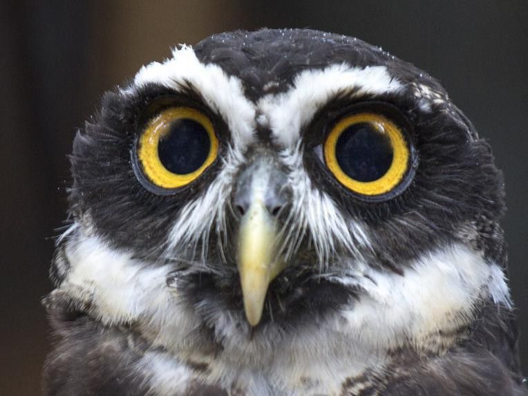 Spectacled owl close-up