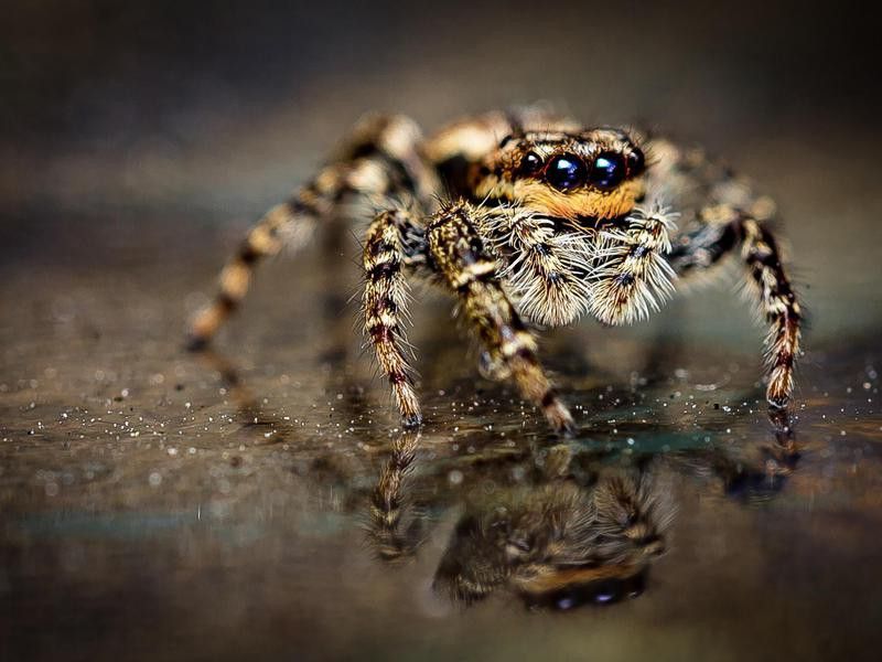 Spider close up