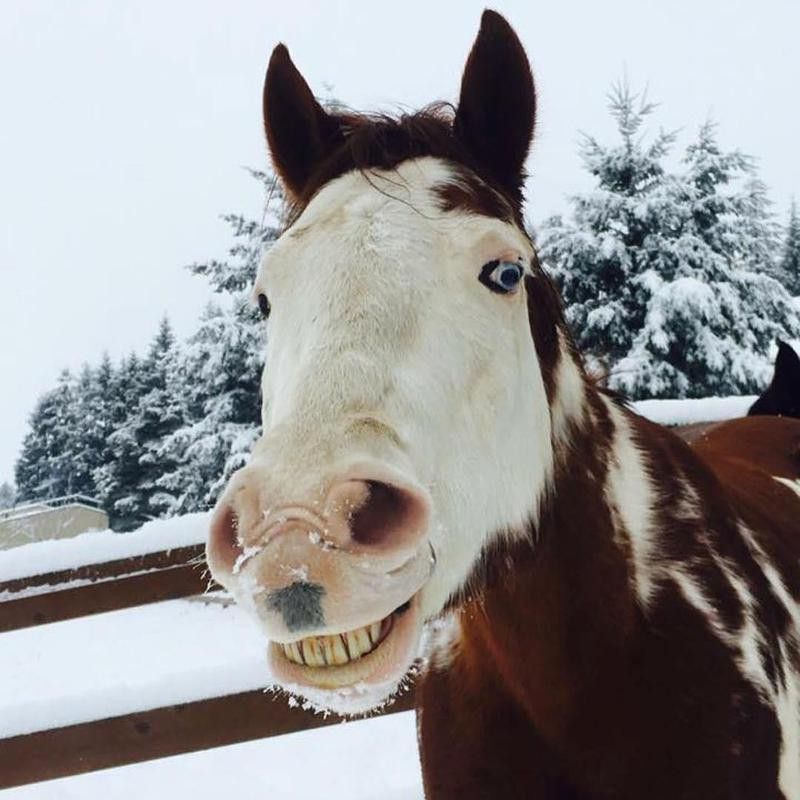Spotted Horse Posing for Camera with a Smile