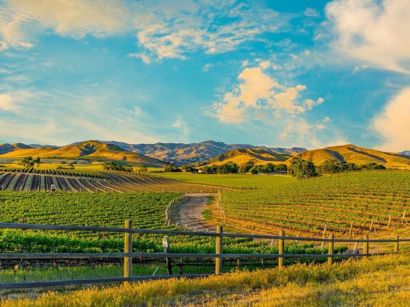 Spring vineyard in the Santa Ynez Valley Santa Barbara, CA