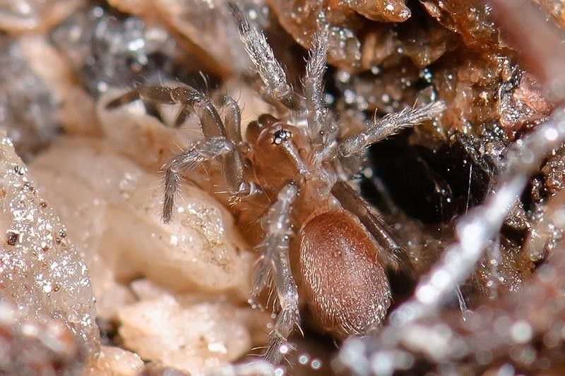 Spruce-Fir Moss Spider