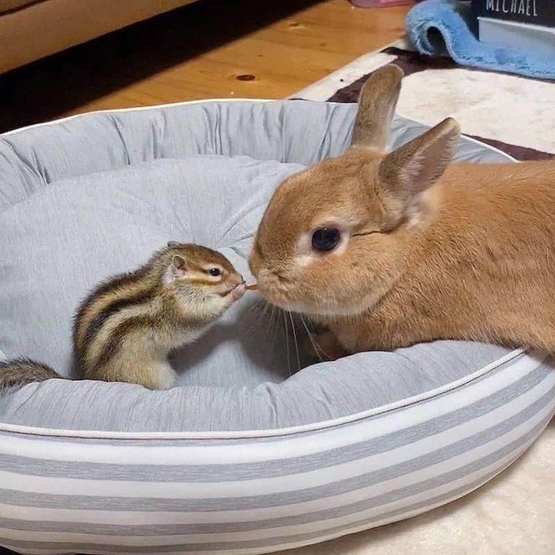 Squirrel and rabbit