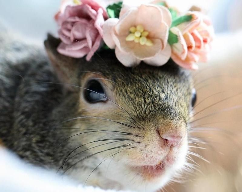 Squirrel with flowers