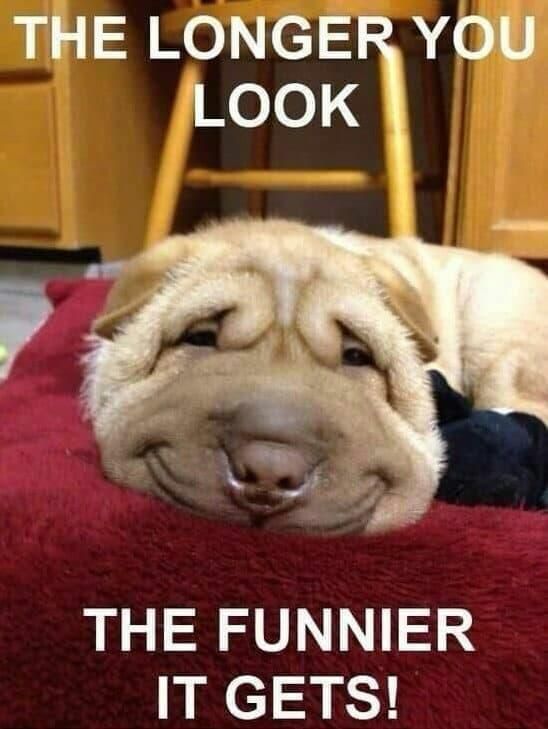 Squished dog funny face meme