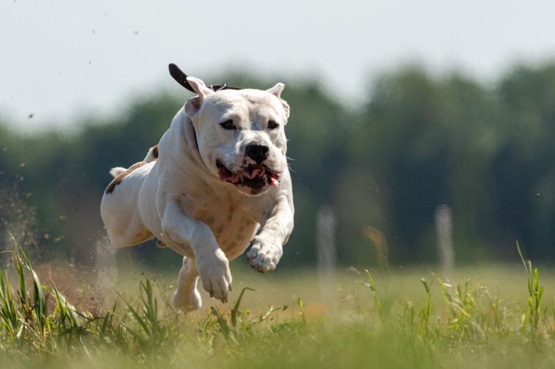 Staffordshire Bull Terrier running