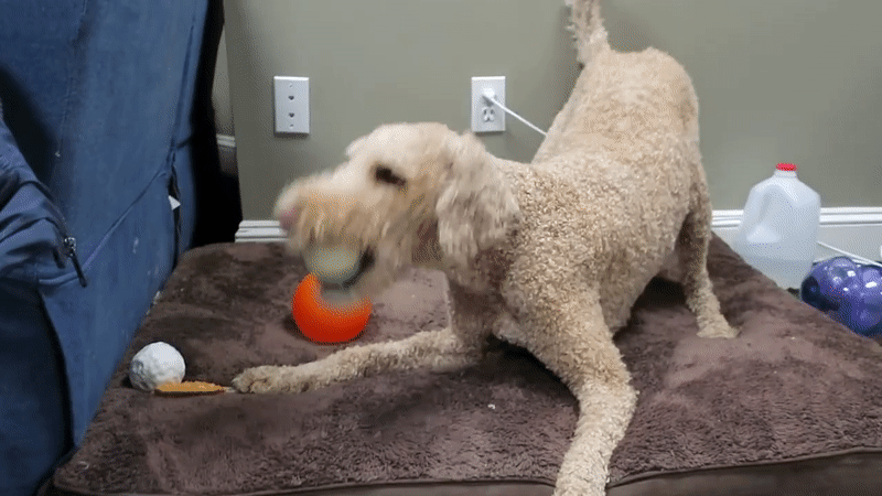 Standard poodle playing with balls GIF