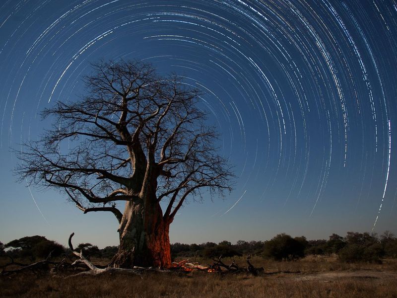 Star trails and Baobab tree