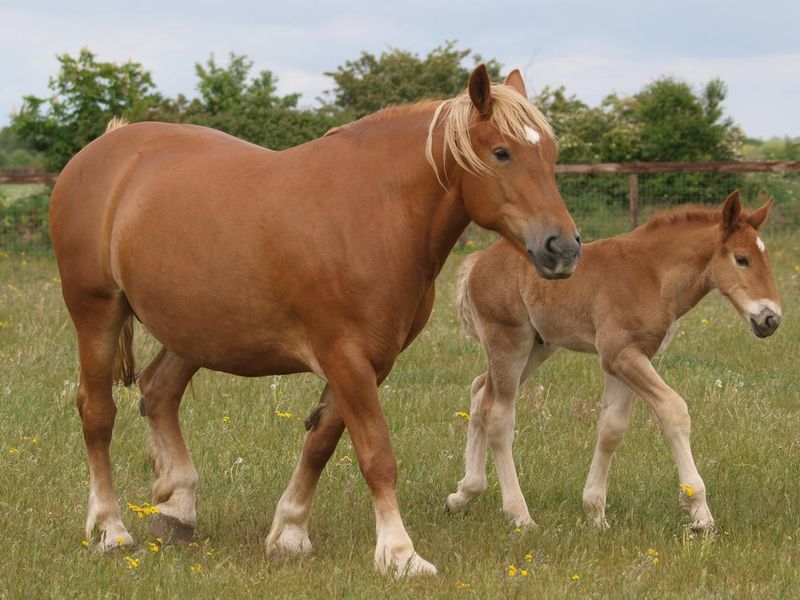 Suffolk Punch Horse Mare and Foal