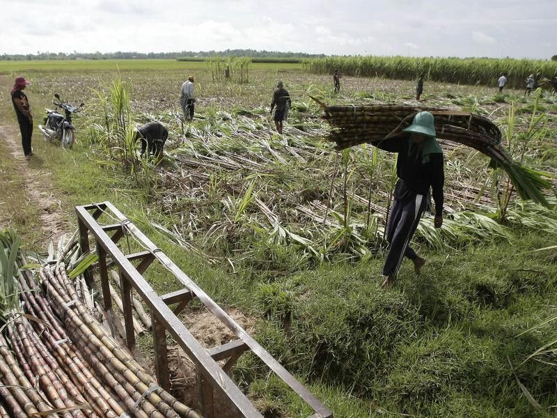 Sugarcane in Cambodia