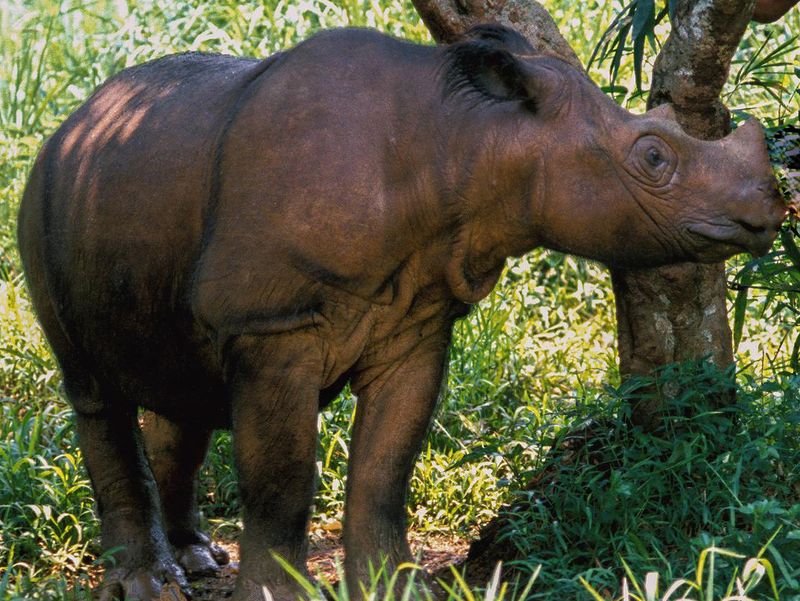 Sumatran rhinoceros in Indonesia