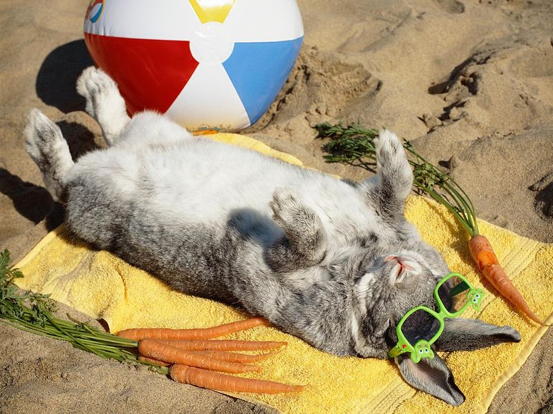 Sunbathing bunny rabbit vacation on the beach