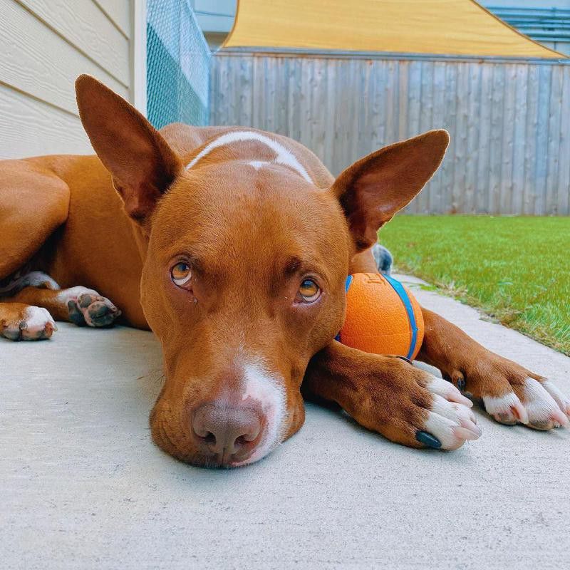 sunbathing dog with ball