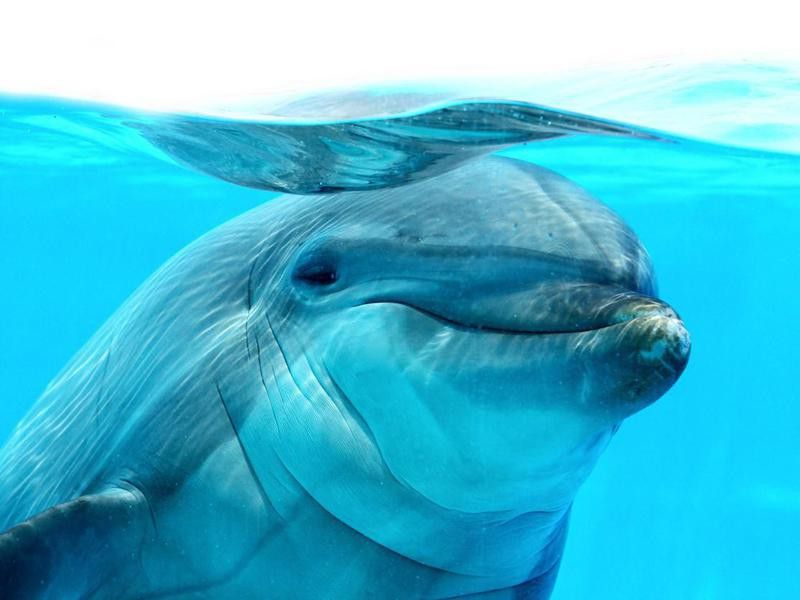 Sweet Dolphin