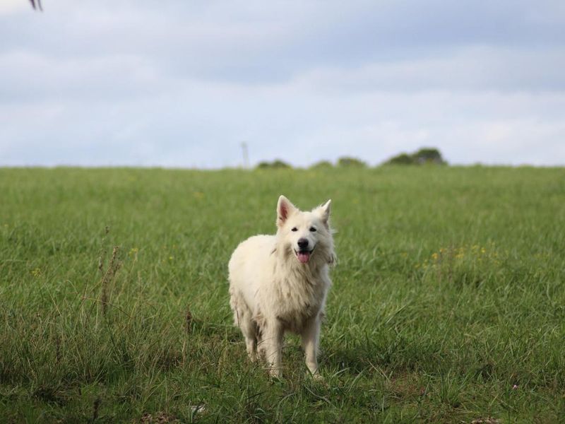 Swiss shepherd dog breed personality