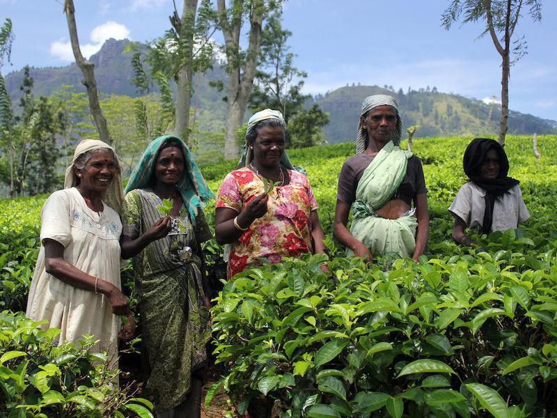 Tamil farmers