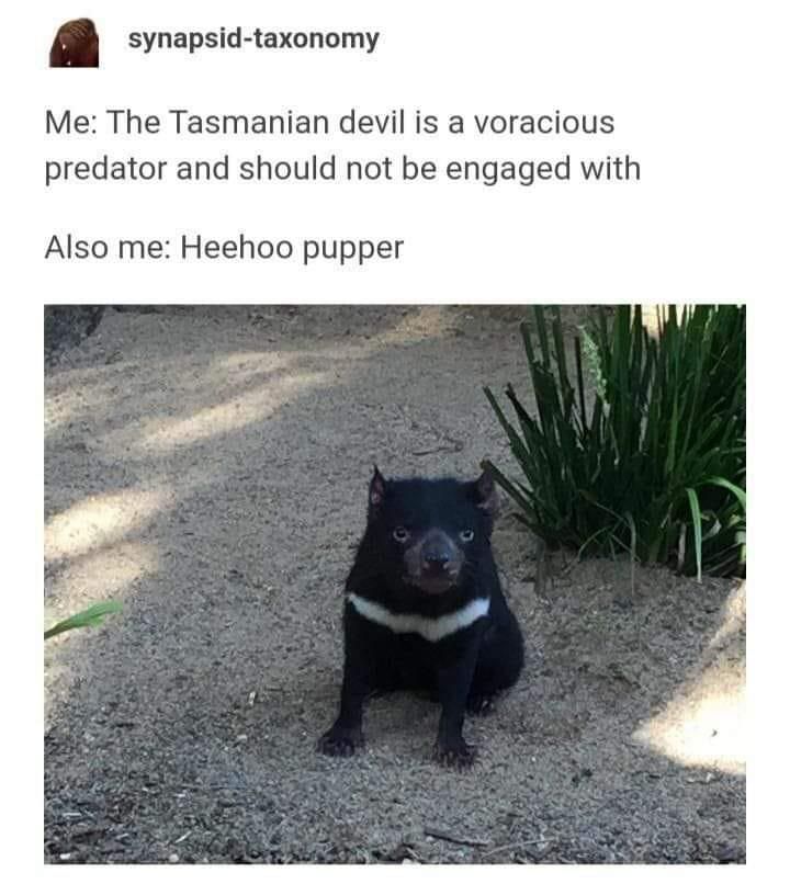 Tasmanian devil meme