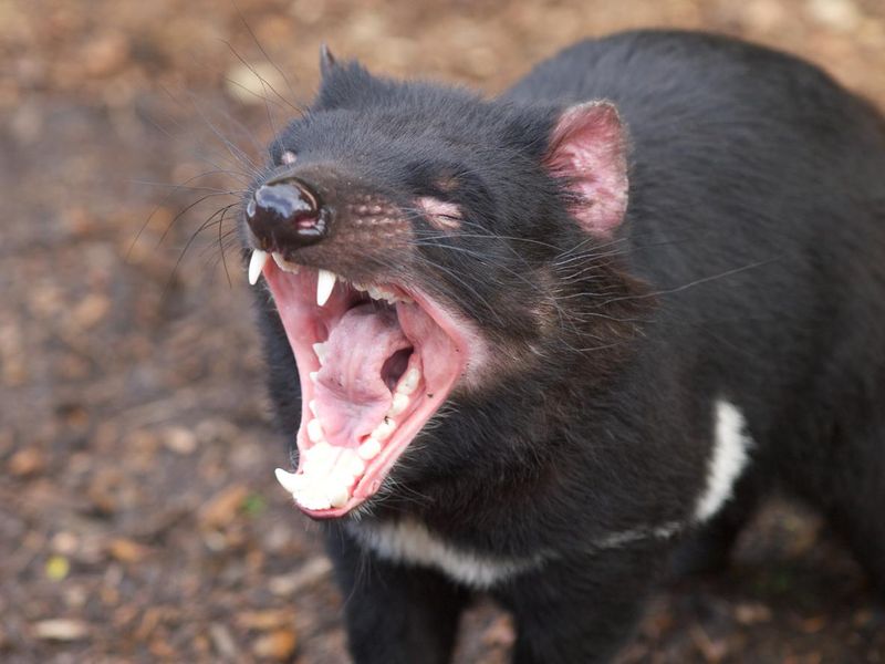 Tasmanian devil mouth
