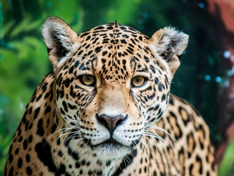 Taunting the jaguar