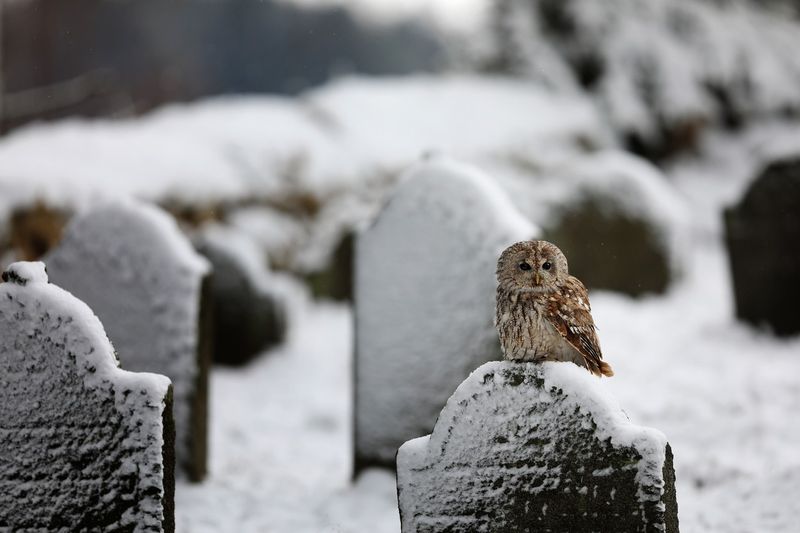 Tawny owl in a cemetery