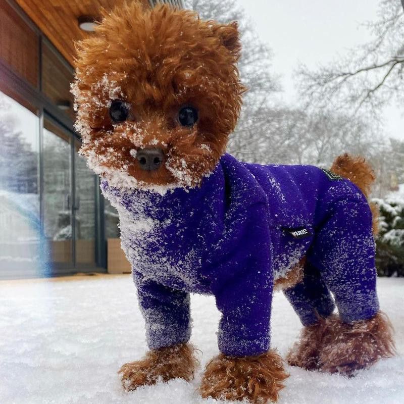 Teacup poodle wearing a sweater in the snow