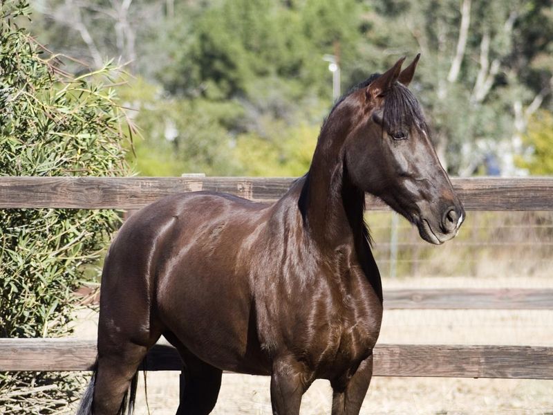Tennessee Walking Horse by fence