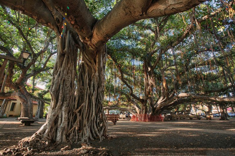 The Banyan Tree in Lahaina (Maui, HI)