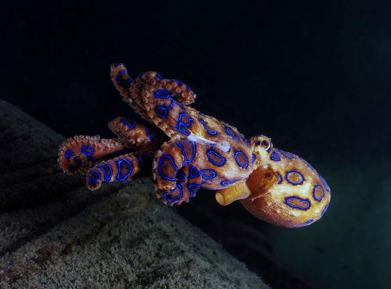 The blue ringed octopus