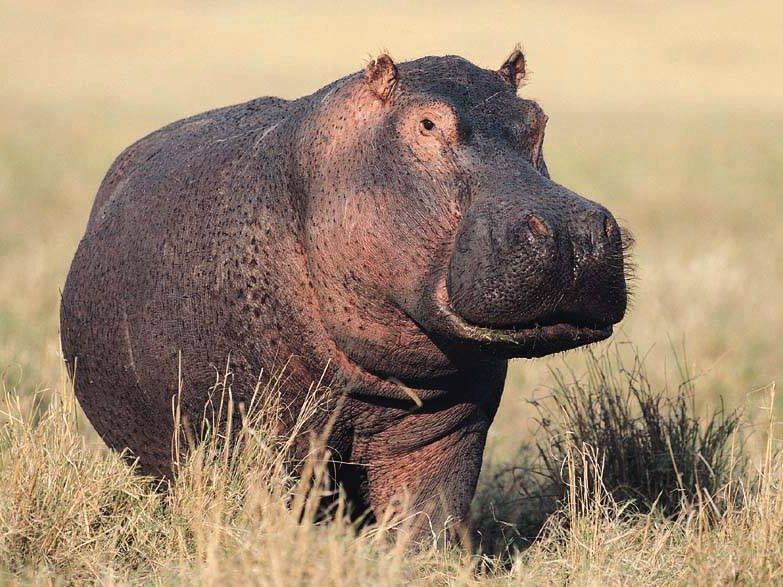 The common hippo