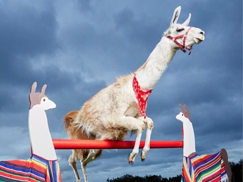 The Highest Bar Jump Cleared by a Llama