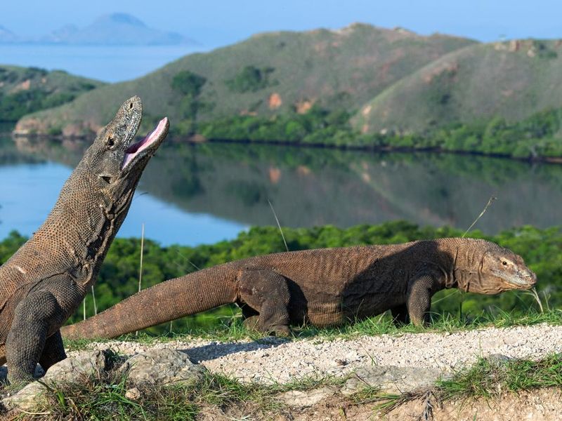 The Komodo dragon with open mouth