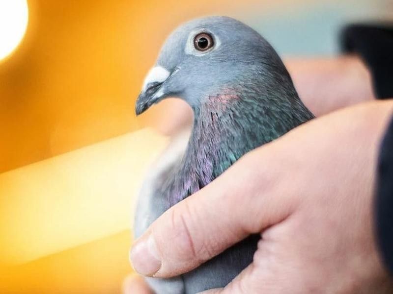 The Most Expensive Racing Pigeon