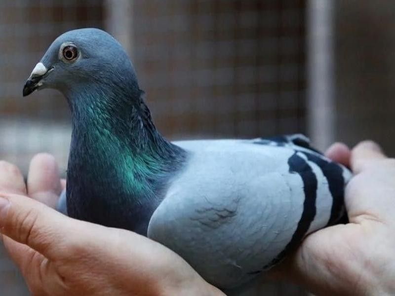 The Most Expensive Racing Pigeon