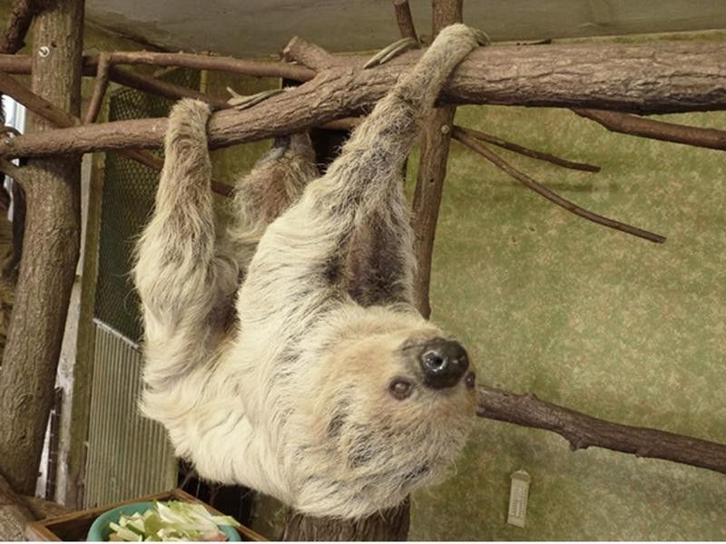 The Oldest-Living, Two-Toed Sloth