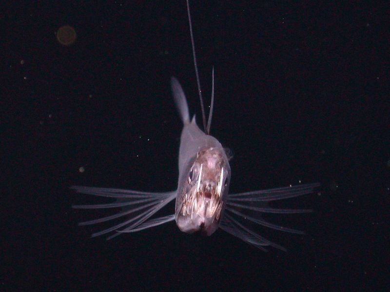 The Pacific Viperfish front view