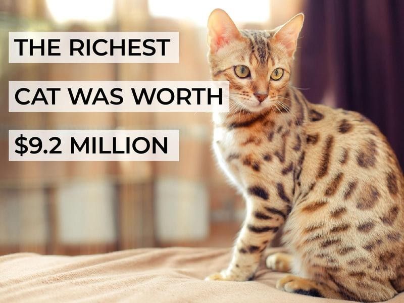 The Richest Cat Was Worth $9.2 Million